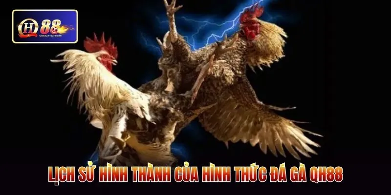 Lịch sử hình thành của hình thức đá gà QH88