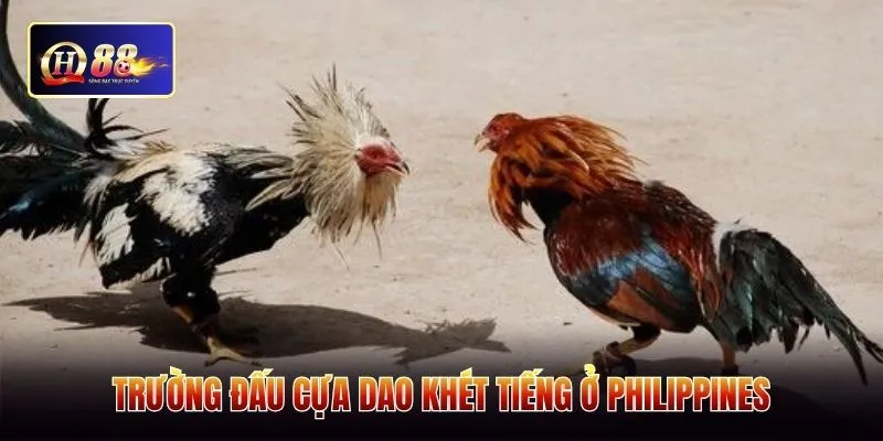 Trường đấu cựa dao khét tiếng ở Philippines